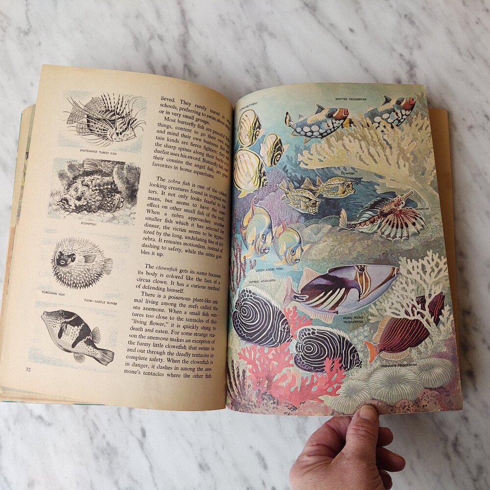 The How And Why Wonder Book Of Fish Geoffrey Coe 5038 Salmon Sharks Eels 1963 - Picture 8 of 10